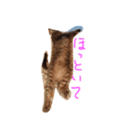 うちのかわいいコ（個別スタンプ：6）