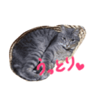 うちのかわいいコ（個別スタンプ：8）