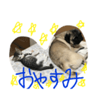りたとこた（個別スタンプ：9）