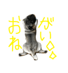 りたとこた（個別スタンプ：10）