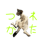 りたとこた（個別スタンプ：14）