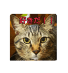 ネコのイチノスケすたんぷ（個別スタンプ：1）