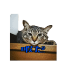 ネコのイチノスケすたんぷ（個別スタンプ：5）