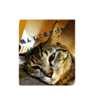 ネコのイチノスケすたんぷ（個別スタンプ：6）