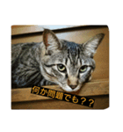 ネコのイチノスケすたんぷ（個別スタンプ：8）