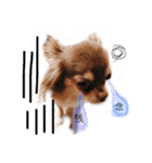 cute chiwawa2（個別スタンプ：1）