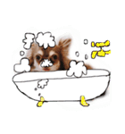 cute chiwawa2（個別スタンプ：2）