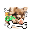 cute chiwawa2（個別スタンプ：5）