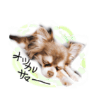 cute chiwawa2（個別スタンプ：6）
