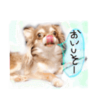 cute chiwawa2（個別スタンプ：13）