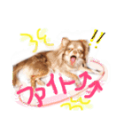 cute chiwawa2（個別スタンプ：14）