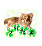 cute chiwawa2（個別スタンプ：16）