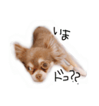 cute chiwawa2（個別スタンプ：17）