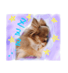 cute chiwawa2（個別スタンプ：18）