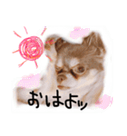cute chiwawa2（個別スタンプ：19）
