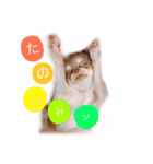 cute chiwawa2（個別スタンプ：20）