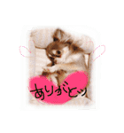 cute chiwawa2（個別スタンプ：21）