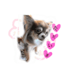 cute chiwawa2（個別スタンプ：23）