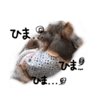 cute chiwawa2（個別スタンプ：24）