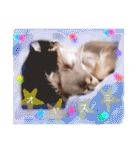 cute chiwawa2（個別スタンプ：26）