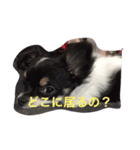 我が家のちょこちゃん（個別スタンプ：1）