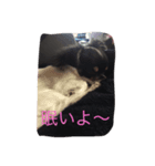 我が家のちょこちゃん（個別スタンプ：3）
