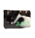 我が家のちょこちゃん（個別スタンプ：4）