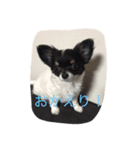 我が家のちょこちゃん（個別スタンプ：5）