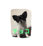 我が家のちょこちゃん（個別スタンプ：6）