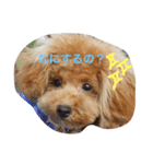 トイプードルはぴたん（個別スタンプ：3）
