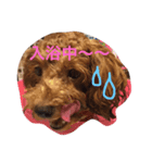 トイプードルはぴたん（個別スタンプ：6）