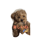 トイプードルはぴたん（個別スタンプ：7）