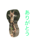 健太スタンプ3（個別スタンプ：4）