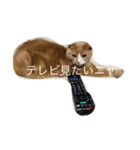 ミンクさんです（個別スタンプ：2）