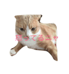 ミンクさんです（個別スタンプ：3）