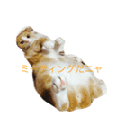 ミンクさんです（個別スタンプ：5）