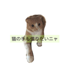 ミンクさんです（個別スタンプ：6）
