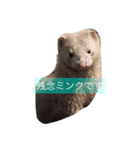 ミンクさんです（個別スタンプ：7）