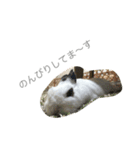 うさぎのふぇい（個別スタンプ：2）