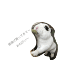 うさぎのふぇい（個別スタンプ：3）