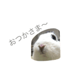うさぎのふぇい（個別スタンプ：4）