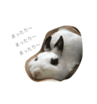 うさぎのふぇい（個別スタンプ：5）