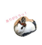 うさぎのふぇい（個別スタンプ：6）