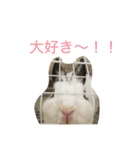 うさぎのふぇい（個別スタンプ：7）