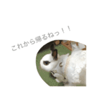 うさぎのふぇい（個別スタンプ：8）