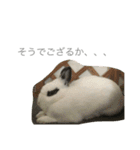 うさぎのふぇい（個別スタンプ：10）
