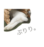 うさぎのふぇい（個別スタンプ：11）