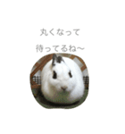 うさぎのふぇい（個別スタンプ：12）