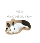 うさぎのふぇい（個別スタンプ：13）