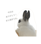 うさぎのふぇい（個別スタンプ：14）